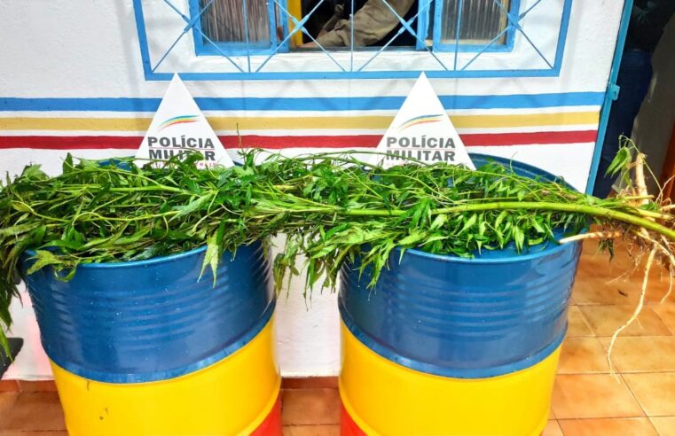 Homem é preso por cultivar pés de maconha em casa, em Ubá