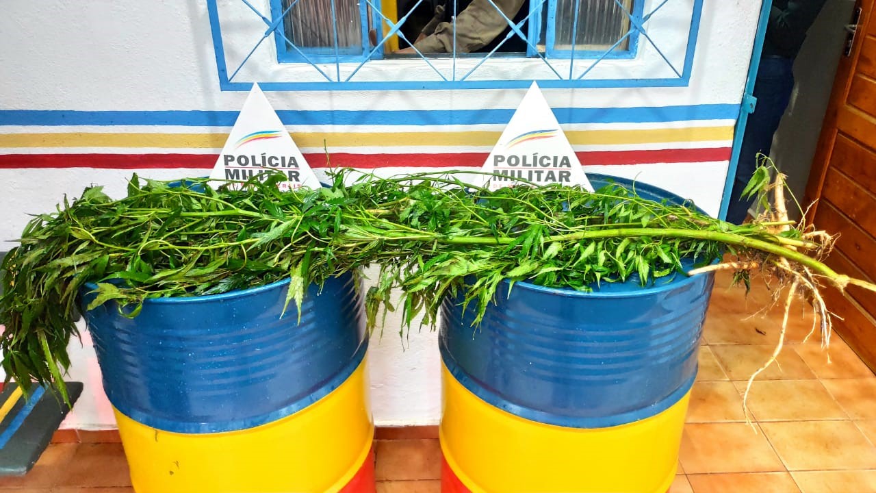 Homem é preso por cultivar pés de maconha em casa, em Ubá