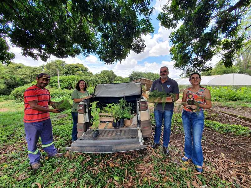 Epamig Realiza Ações Para Cultivo E Identificação De Plantas Medicinais Usadas No Sus 2825