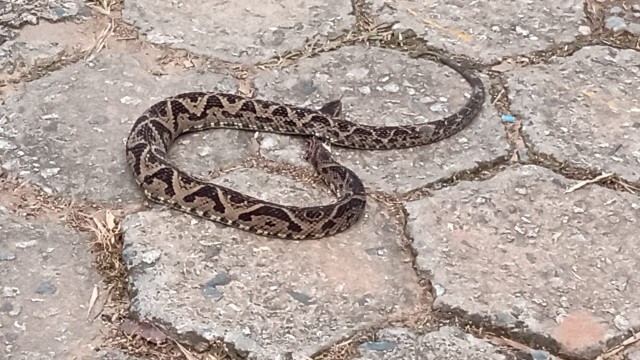 Cobra venenosa é capturada na UFV