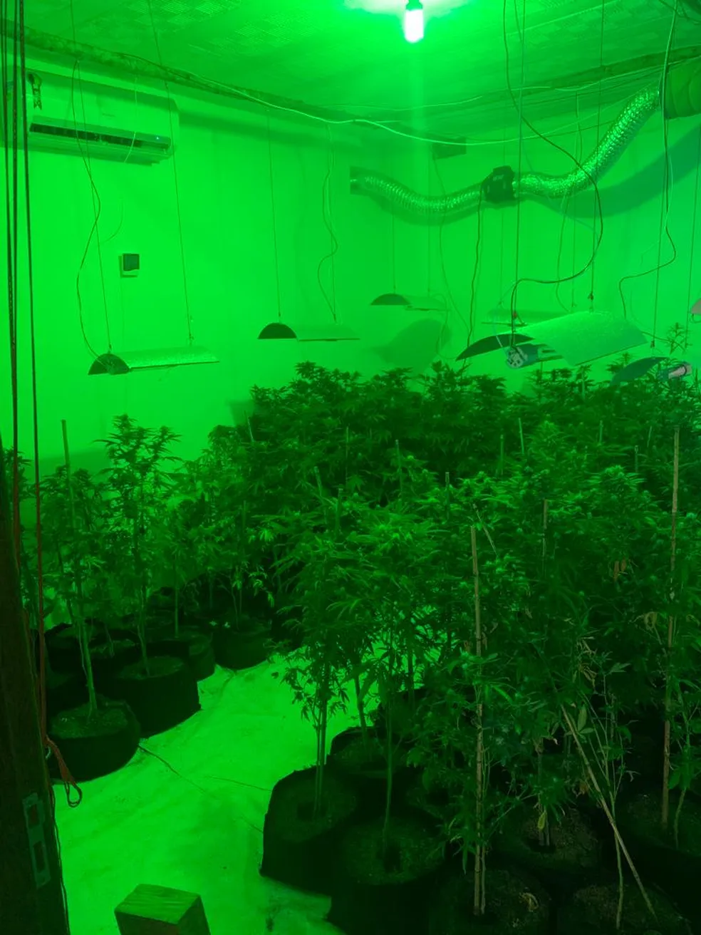Engenheiro agrônomo que cultivava drogas em laboratório é condenado em Ubá