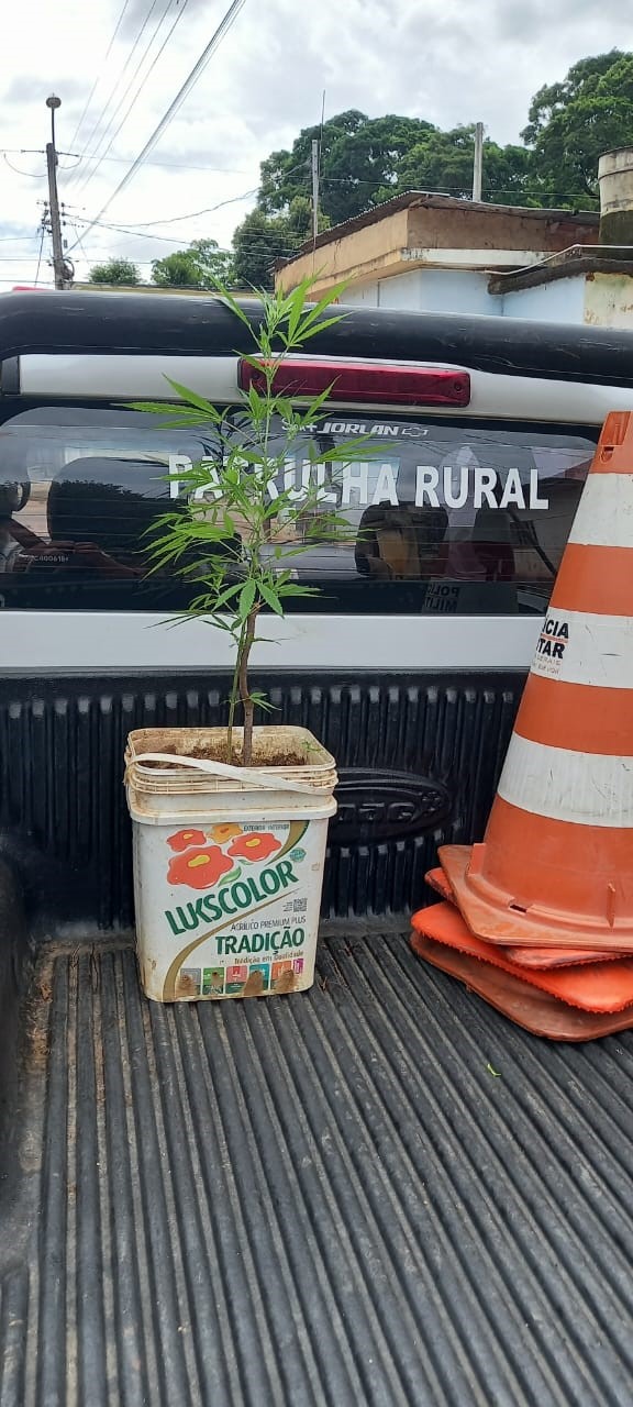 Pés de maconha são apreendidos em Ubá