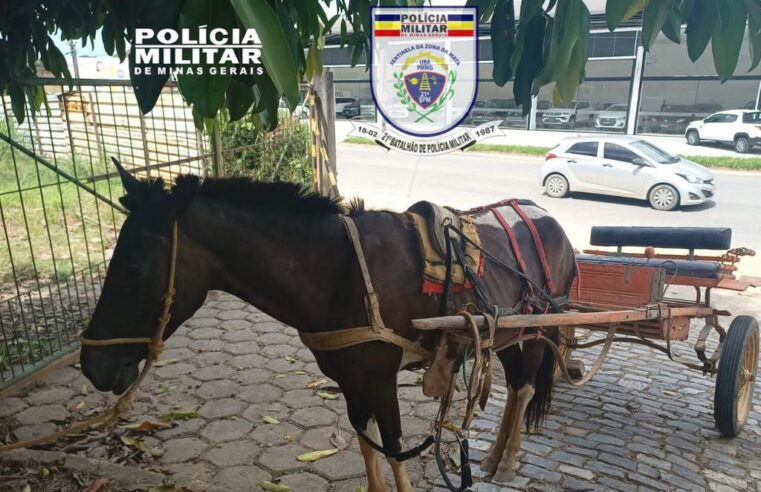 Região: polícia prende homem que roubou charrete e cavalo