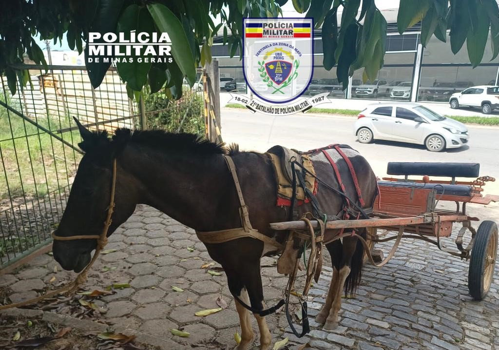 Região: polícia prende homem que roubou charrete e cavalo
