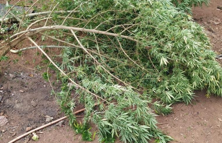 Pés de maconha são apreendidos em zona rural de Paula Cândido