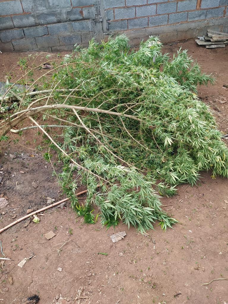 Pés de maconha são apreendidos em zona rural de Paula Cândido