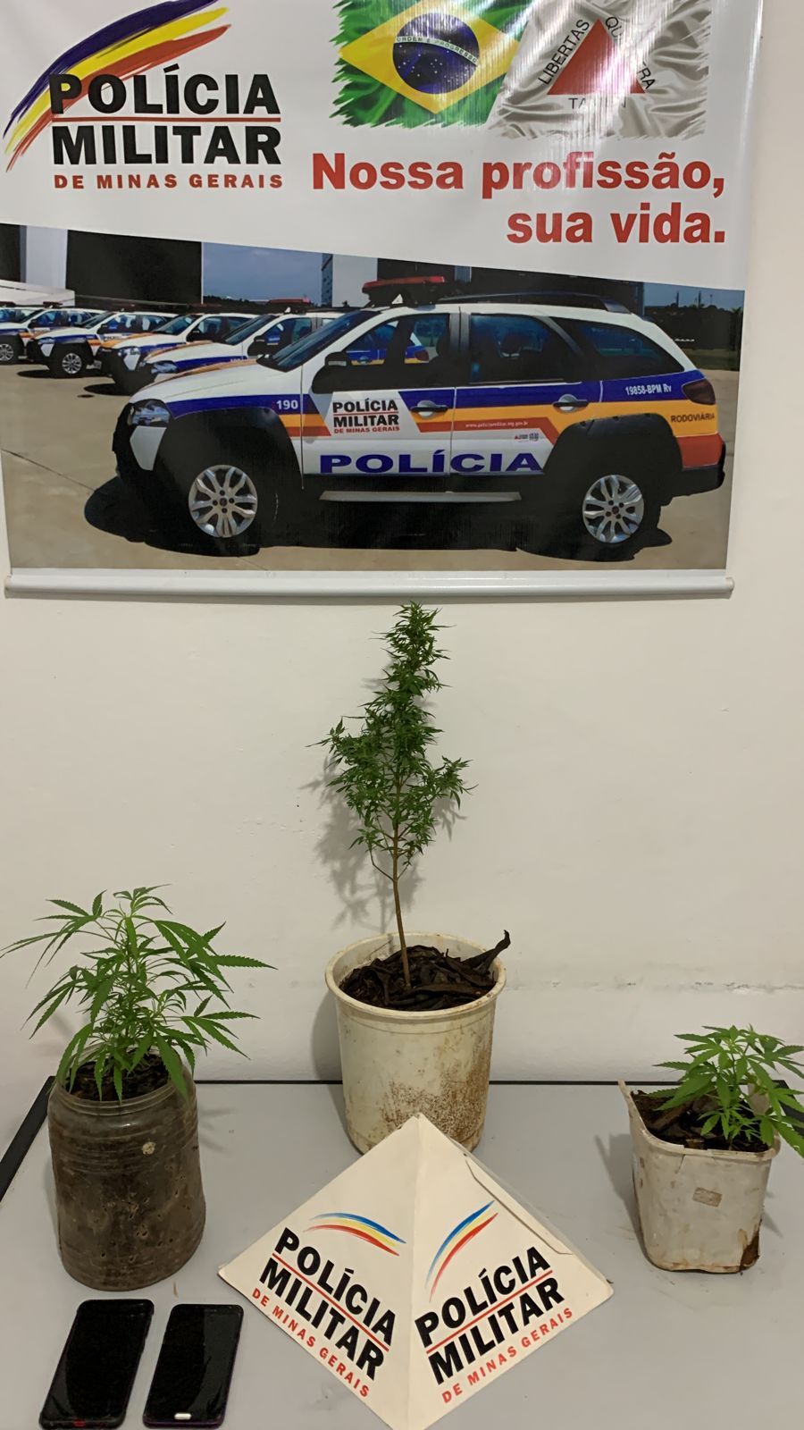 Região: PM apreende pés de maconha escondidos em construção