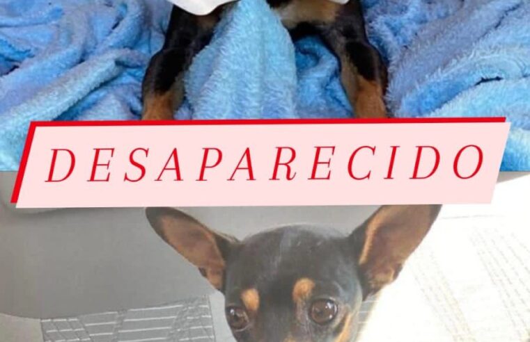 Procura-se Lucky: cachorro desaparecido desde Sábado