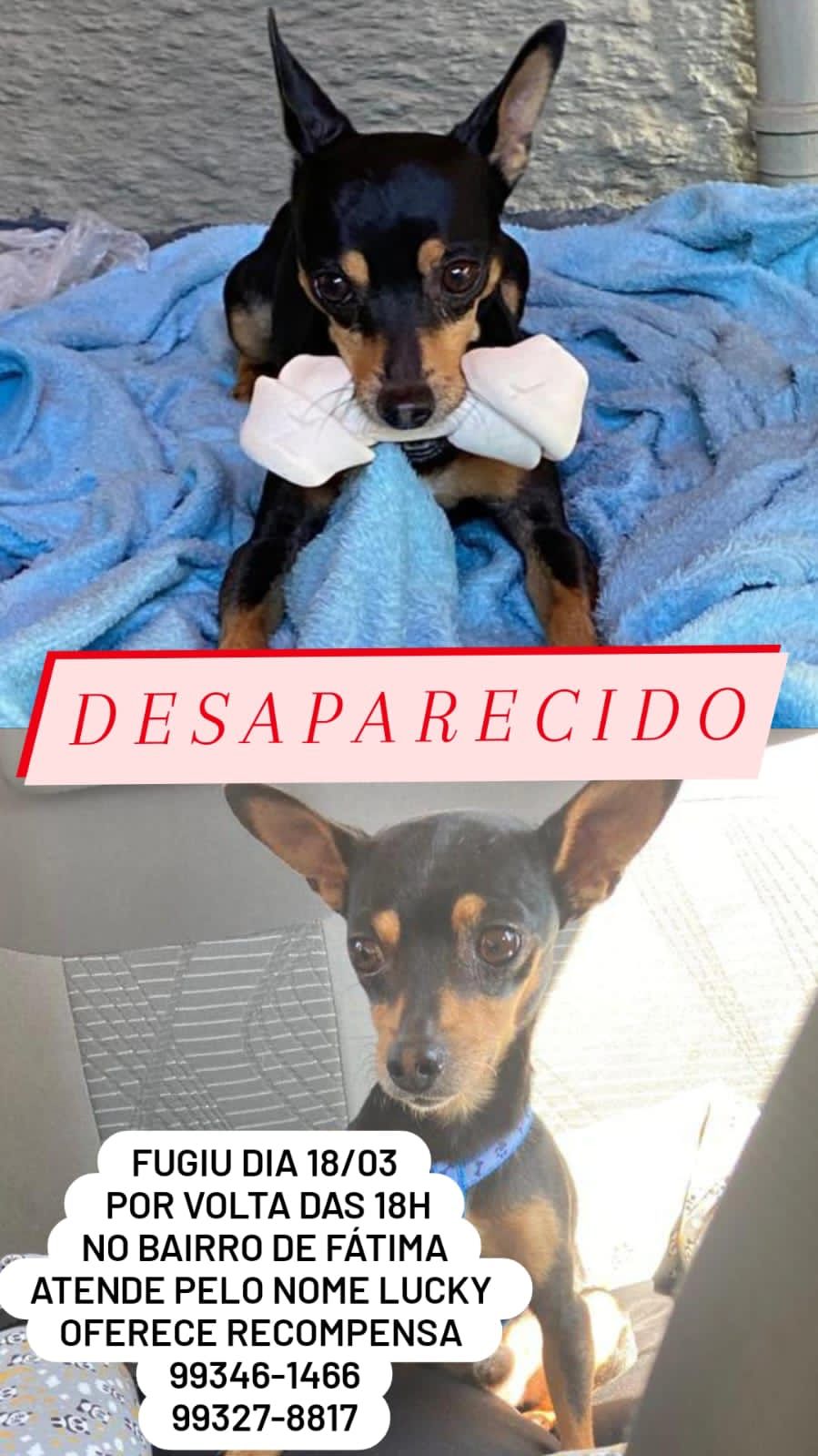 Procura-se Lucky: cachorro desaparecido desde Sábado