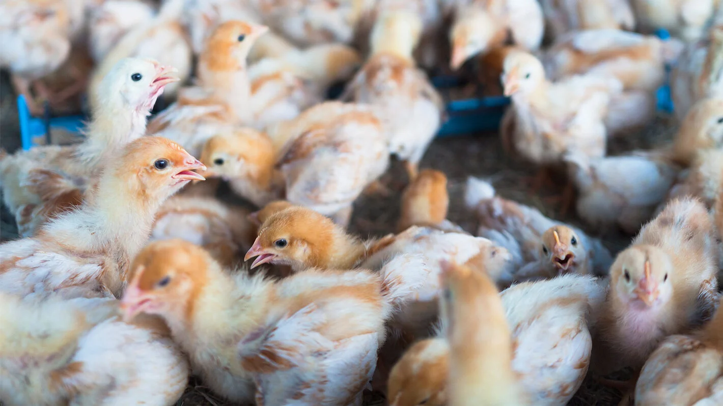 Feira de aves é suspensa para evitar gripe aviária no Brasil