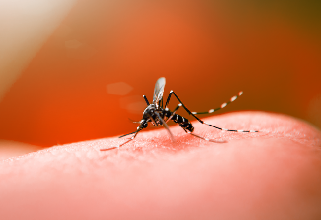 Dengue: Boletim indica que casos prováveis aumentaram em Viçosa no último mês