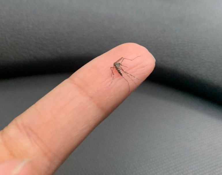 Viçosa terá que pagar R$100mil por não adotar medidas de combate ao mosquito Aedes aegypti