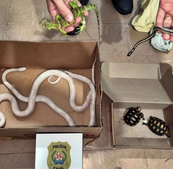 Polícia Civil apreende animais silvestres adquiridos ilegalmente em Passos
