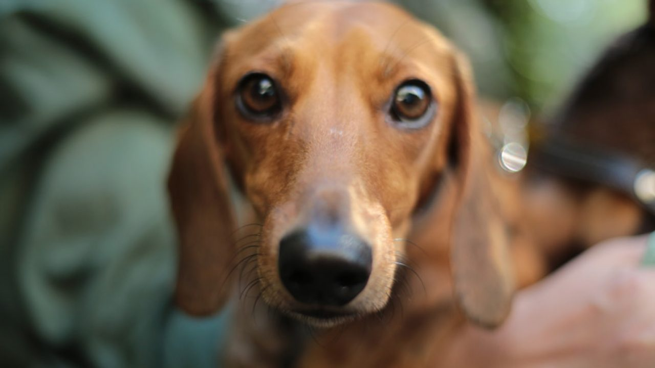 Municípios têm até hoje, 25, para se inscrever no Programa Estadual de Resgate de Animais Domésticos