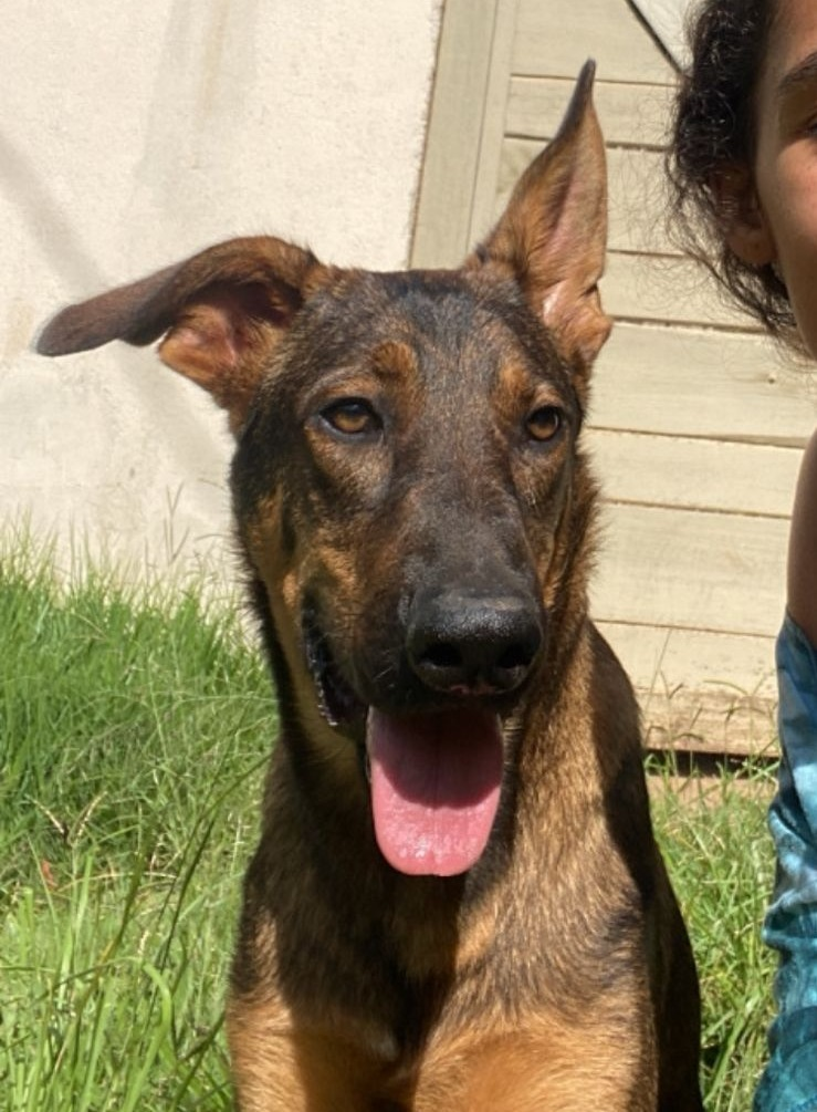Procura-se Jorge: cachorro desaparecido há 3 dias