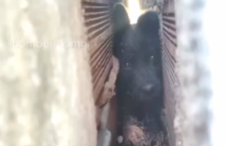 VÍDEO: Filhote de cão fica preso entre dois muros e é resgatado pelos bombeiros