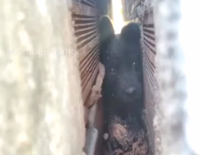 VÍDEO: Filhote de cão fica preso entre dois muros e é resgatado pelos bombeiros