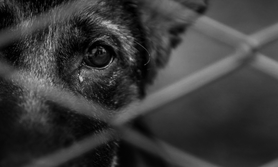 Homem é preso após deixar cão morrer amarrado em um poste
