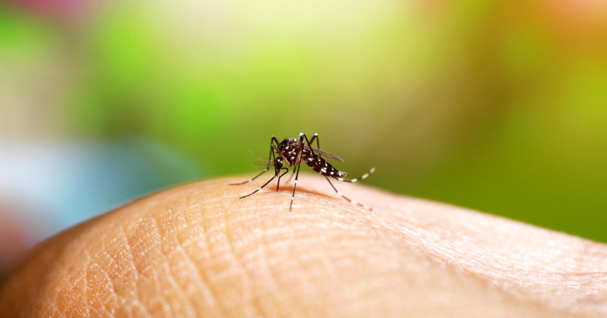 Viçosa acumula 523 casos confirmados de dengue