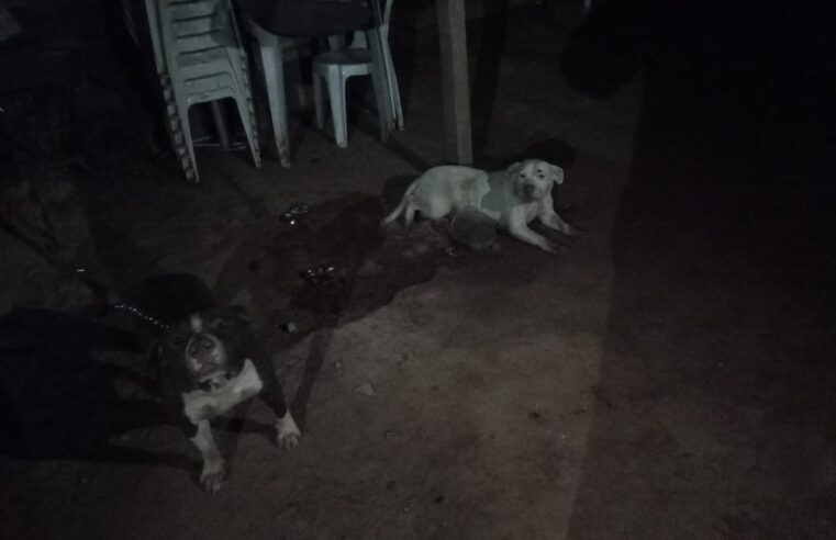 Viçosa: Cães atacam e matam dezenas de animais no Cidade Nova