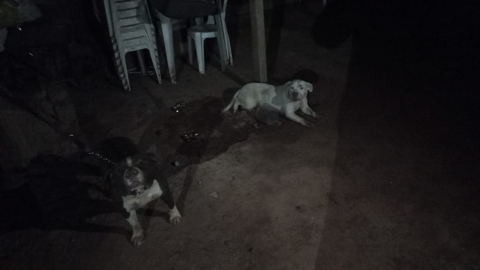 Viçosa: Cães atacam e matam dezenas de animais no Cidade Nova