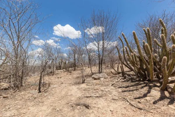 Professor da UFV está entre autores de pesquisa sobre mudanças climáticas na Caatinga
