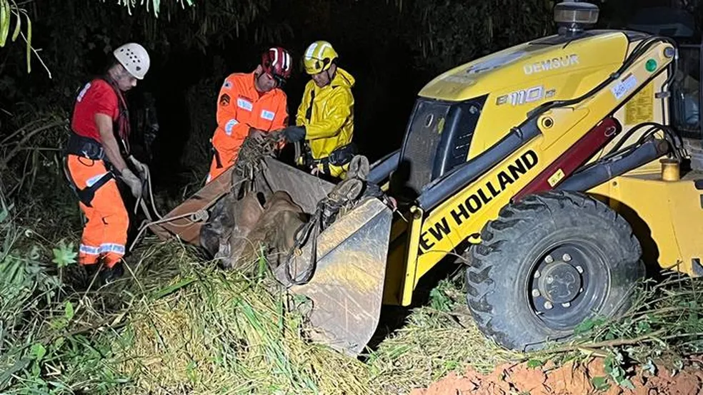 Bezerro cai em buraco de 5m e bombeiros fazem resgate com retroescavadeira