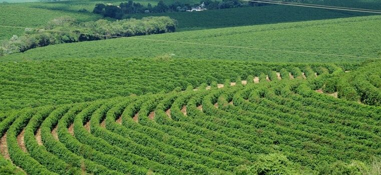 MG: Valor da produção do agro deve fechar o ano em R$ 124 bilhões