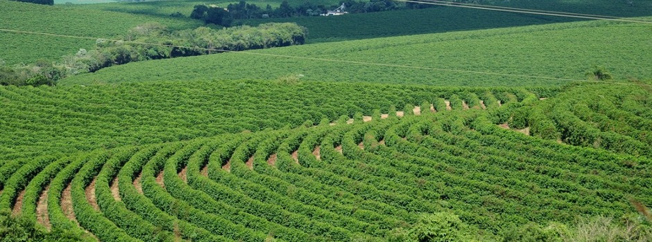 MG: Valor da produção do agro deve fechar o ano em R$ 124 bilhões
