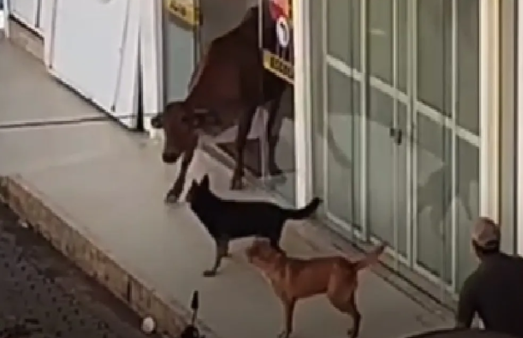 Região: vaca invade autoescola e é retirada com corda