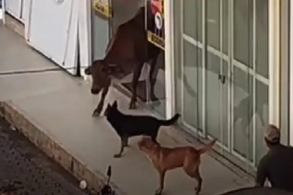 Região: vaca invade autoescola e é retirada com corda