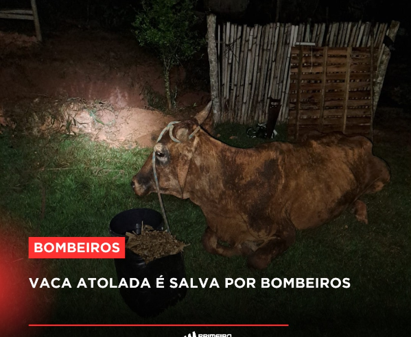 Vaca atolada é salva por bombeiros