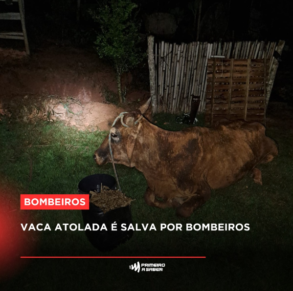 Vaca atolada é salva por bombeiros