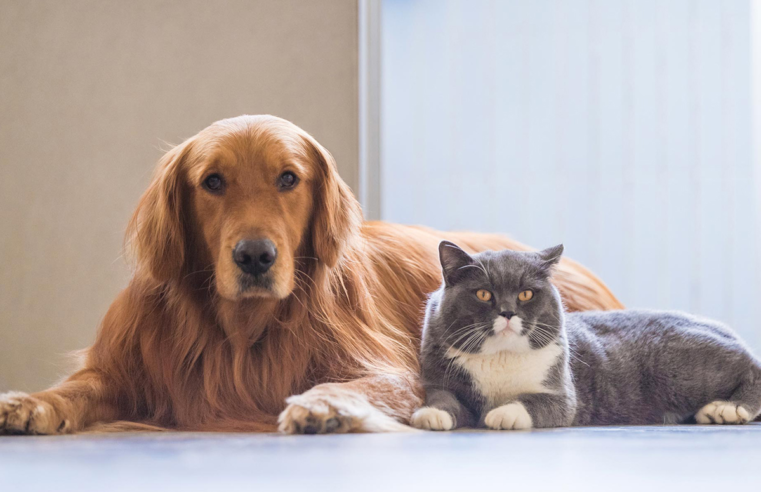 Estado disponibiliza 4 mi de doses para vacinação anual antirrábica em cães e gatos