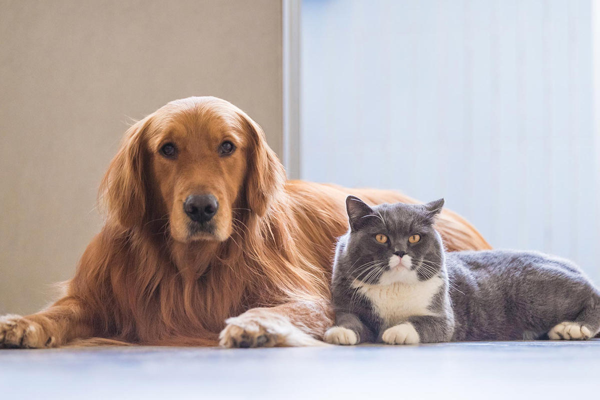 Estado disponibiliza 4 mi de doses para vacinação anual antirrábica em cães e gatos