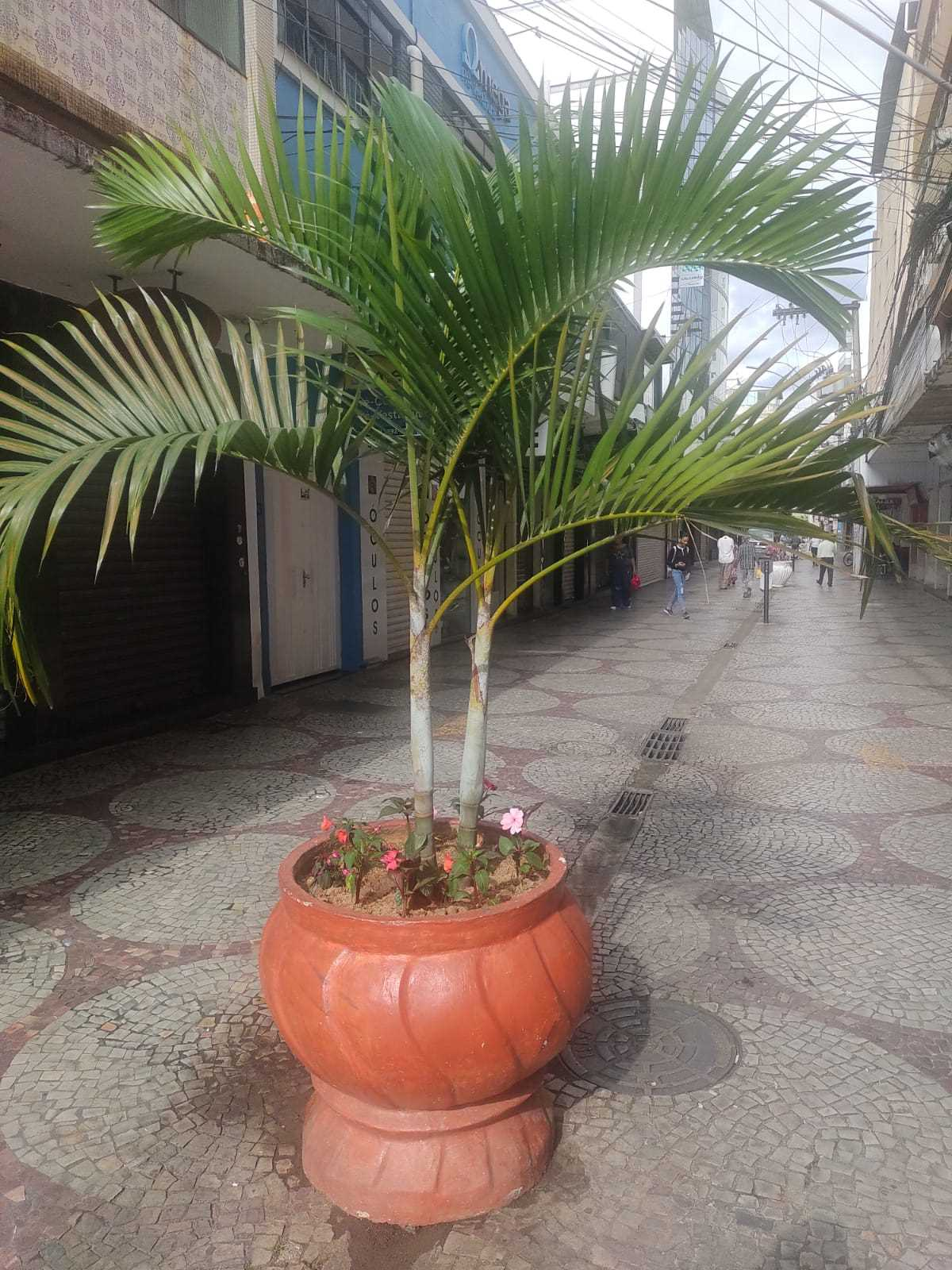 Vasos de plantas e bancos do Centro de Viçosa são revitalizados