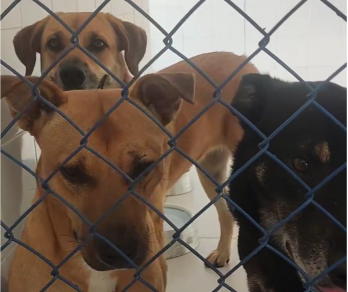 PMV colocará cães resgatados para adoção após controle e rastreio de zoonoses