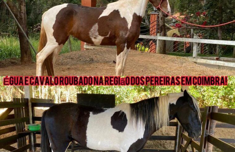 Coimbra: Proprietários pedem ajuda para encontrar animais roubados