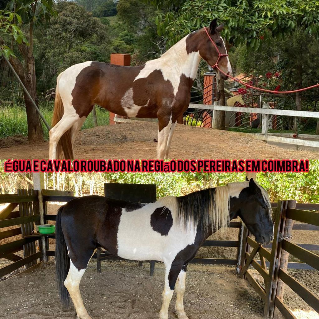 Coimbra: Proprietários pedem ajuda para encontrar animais roubados