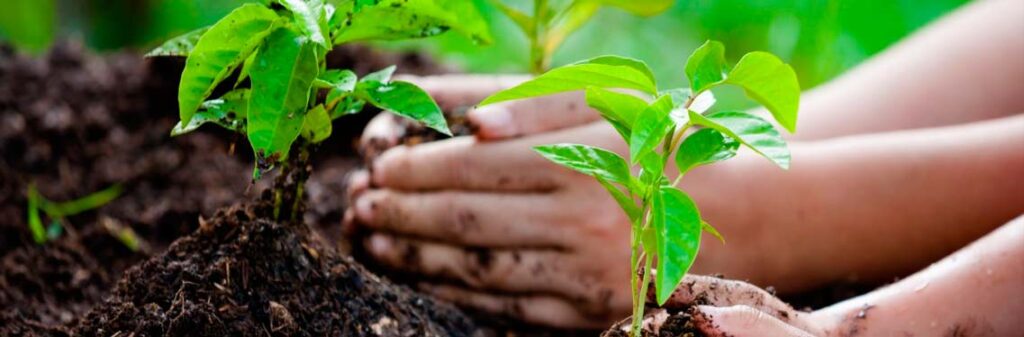 Instituto do Agronegócio e Bioeconomia -imagem ilustrativa da bioeconomia
Mudas de planta sendo plantadas no soloc por dois pares de mãos
