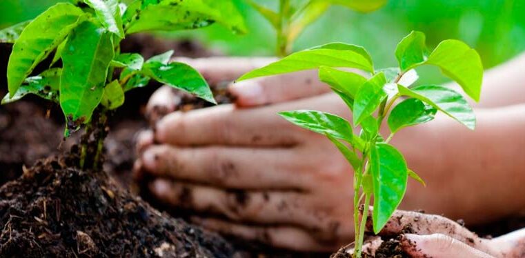 Instituto do Agronegócio e Bioeconomia recebe inscrições para estágio