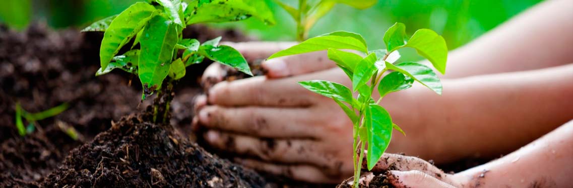Instituto do Agronegócio e Bioeconomia recebe inscrições para estágio