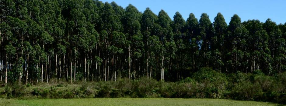 Agro mineiro exporta 12,1 milhões de toneladas e soma US$ 10,7 bilhões