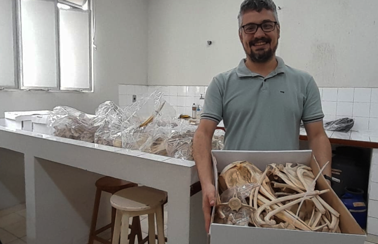 Museu de Zoologia da UFV recebe esqueletos de golfinhos e botos