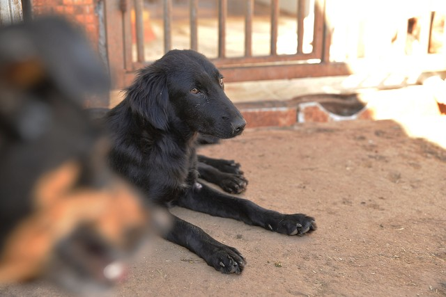 Sem ração para animais, lei que altera a alíquota do ICMS é sancionada