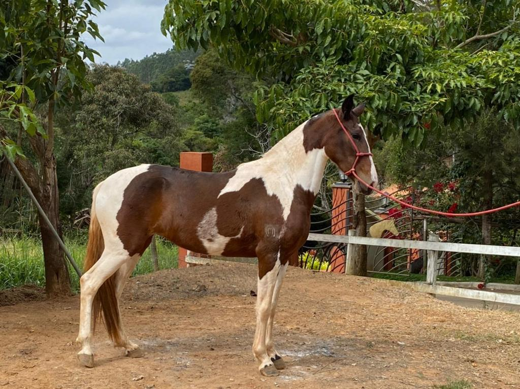 PCMG recupera animais furtados em operação na zona rural de Coimbra