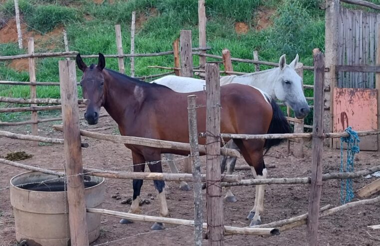 Polícia Civil localiza em Viçosa animais furtados em São Geraldo