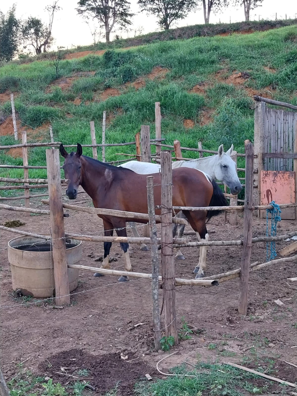 Polícia Civil localiza em Viçosa animais furtados em São Geraldo