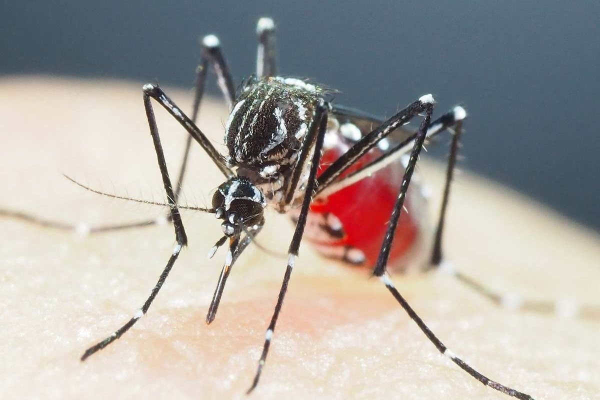 Município de Viçosa se encontra em baixo risco de epidemia de dengue