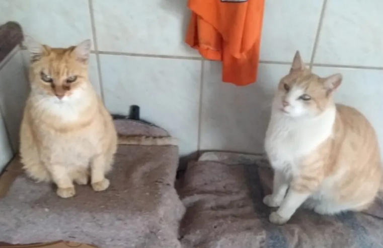 Gata que pode ser a mais velha do mundo morre com quase 29 anos no interior de MG